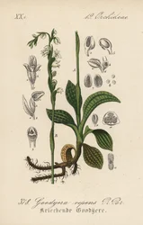 Goodyera repens - Goodyera repens, krypande ladyshower. Handkolorerad litografi från Diederich von Schlechtendals tyska flora (Flora von Deutschland), Jena