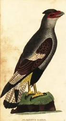 Crested caracara, Caracara plancus. ,1800 (gravyr)