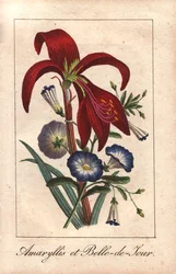 Blodröd amaryllis och dvärgmorgonört, Hippeastrum och Convolvulus tricolor