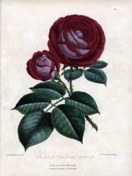 Blodröd rosa och lila. Hybridsort av te, odlad i växthus, typ Rose of China. Litografi av Worthington G.Smith (1835-1917), publicerad i Floral Magazine
