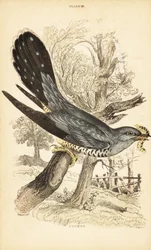 Gök, Cuculus canorus, med en larv i näbben. 1889 (gravyr)