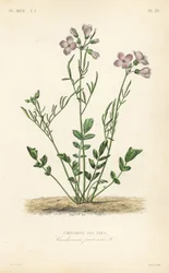 Gök, Cardamine pratensis, Cardamine des pres