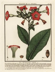 Odlad tobak, Nicotiana tabacum.
