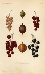 Vinbär och bär, frukt och mycket