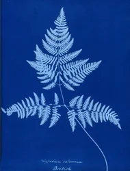 Cyanotyp av Polypodium calcareum