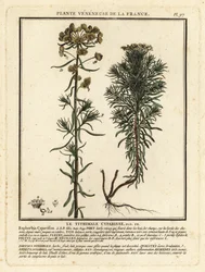 Cypress spurge, Euphorbia cyparissias.