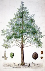 Cypress, sent 1800-tal (litografi)