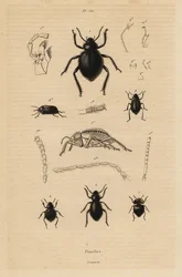 Darkling skalbaggar, Pimelia arter