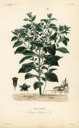 Dödlig nattskugga, Atropa belladonna, Belladone