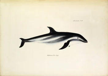 Delphinus Fitz-Royi, svart delfin eller Fitzroy, uppkallad efter kapten Robert Fitzroy på Beagle. Plansch ur ”Zoologin under H.M.S. Beagles resa”, beskriven av John Gould, med upplysningar om deras vanor av Charles Darwin