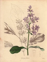 Beskrivning av den ungerska syrenen (Syringa josikaea), hemmahörande i centrala och östra Europa. Illustration av Miss R. Mills (verksam 1836-1842), i The Botanist, en serie av Benjamin Maund i fem volymer, publicerad mellan 1836 och 1842. Detta verk är vä
