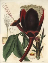 Beskrivning av den stora mörka chokladblomman i en Pecan-trädväxt, som producerar ätbara nötter, pekannötter. Växten hör hemma i Sydamerika. Illustration av Wiliam Jackson Hooker (1785-1865), brittisk botaniker och författare, professor vid University of G