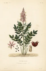 Dittany, Dictamnus vit, Dictame