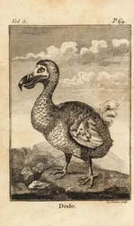 Dodo, Raphus cucullatus, utdöd fågel