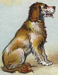 Hund. Gravyr i "Alphabet de ma petite fille". Bernardin-Bechet och Fils, bokhandlare-förlag, Paris, omkring 1895. Okrossbart album på duk. Bibliotheque des Bebes. 12 sidor. Album innehållande en läsmetod och en illustrativ abecedary. Dim: 29,5