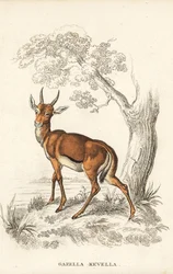 Dorcas gasell, Gazella dorcas (vanlig kevel, Gazella kevella). Sårbar. Efter en illustration av James Stewart. Handkolorerad litografi från Georg Friedrich Treitschkes naturhistoriska galleri, Naturhistorischer Bildersaal des Thierreiches, Liepzig