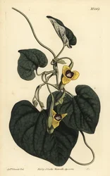 Dunbladig födelseört, Aristolochia tomentosa