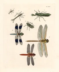 Trollsländelarver 1, 2, 3, vanlig vitstjärtad trollslända, Libellula lydia 4, grön kejsartrollslända, Anax junius 5, och scharlakansröd eller karmosinröd trollslända, Crocothemis servilia 6. Handkolorerad litografi ur John O. Westwoods nya utgåva av Dru