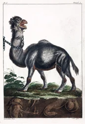 Dromedar