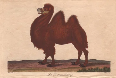 Dromedarkamel Camelus dromedarius