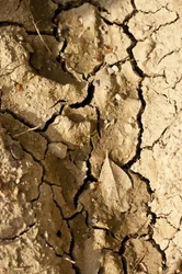 Torr (foto)