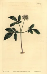 Dvärgginseng, Panax trifolius