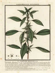 Östra pellitory-of-the-wall, Parietaria officinalis.