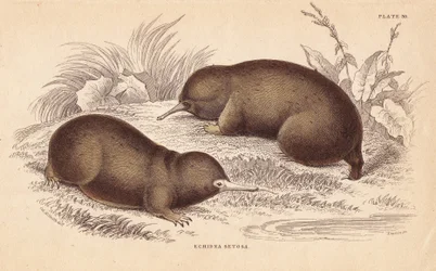 Echidna eller taggig myrslok, Tachyglossus aculeatus (Echidna setosa). Handkolorerat stålstick av Lizars efter en illustration av Charles Hamilton Smith från William Jardine