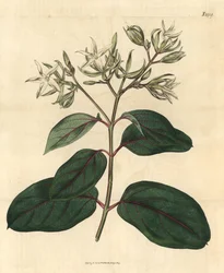 Echite - Kamettia caryophyllata (Kryddnejlika-doftande echites, Echites caryophyllata). Handkolorerad botanisk gravyr från John Sims Curtis