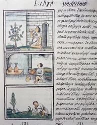Ätliga växter, sida från bok XI av den florentinska kodeksen, tvåspråkig version på spanska och Nahuatl, Allmän historia om det nya Spaniens saker, av den spanska missionären Fray Bernardino de Sahagun (1499-1590). Aztekisk civilisation
