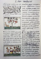 Ätliga växter, röda bönor, sida från bok XI av Florentine Codex, tvåspråkig version på spanska och Nahuatl, General History of Things of New Spain, av den spanske missionären Fray Bernardino de Sahagun (1499-1590). Aztekisk civilisation