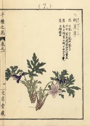 Eizan sumire guld eizan viol, Viola eizanensis. Handkolorerat träsnitt av Kono Bairei från Senshu no Hana (Tusen olika sorters blommor), Bunkyudo, Kyoto