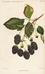 Eldorado björnbär, Rubus fruticosus. Kromolitografi av Hoen efter en botanisk illustration av D.G. Passmore från Report of the Pomologist, US Department of Agriculture