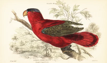 Utrotningshotad lila-naped lory, Lorius domicella. 1889 (gravyr)