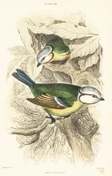 Blåmes, Cyanistes caeruleus.1889 (gravyr)
