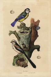 Blåmes, Cyanistes caeruleus, med ägg, och stjärtmes, Aegithalos caudatus, med bo och ägg