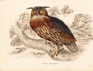 Havsörn, Bubo bubo (hornuggla, Bubo maximus). Handkolorerad stålgravyr från Georg Friedrich Treitschkes naturhistoriska galleri, Naturhistorischer Bildersaal des Thierreiches, Liepzig