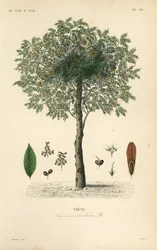 Europeisk ask, Fraxinus excelsior, Frene