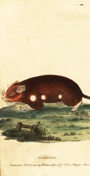 Europeisk hamster, Cricetus cricetus. Akut hotad. ,1800 (gravyr)