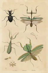 Europeisk mantis, Religious mantis 1, leaf mantis, Choeradodis rhomboidea 2, tigerbagge, Manticora latipennis 3, mantidfly, Mantispa styriaca