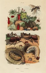 Europeisk noshörningsbagge, Oryctes nasicornis, puppa och larv, europeiskt fruktträdgårdsbi, Osmia cornuta och bo