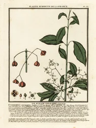 Europeisk spindel, Euonymus europaeus.