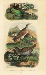 Europeisk lövgroda, Hyla arborea, vattenräls, Rallus aquaticus och majskrake eller landräcke, Crex crex