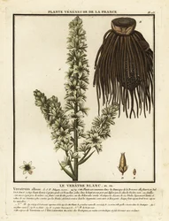 Europeisk vit hellebora, Veratrum album.