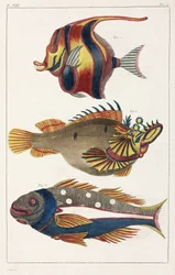 Exotisk fisk från Moluckerna