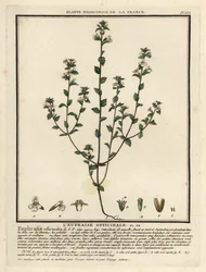 Ögontröst, Euphrasia rostkoviana.