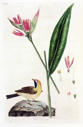Falsk Bird of Paradise-blomma och vippsvans (Bergeronnettes eller Motacilla thoracica, Heliconia marantifolia eller Heliconia hirsuta