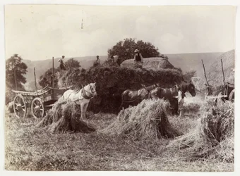 Jordbruksscener, skörd och lagring, Skörd före 1900, c 1890