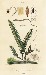 Ormbunke, bibagge och spolmaskar.