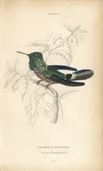 Festlig kokett, Lophornis chalybeus (Audenets kolibri, Trochilus audenetii). Handkolorerad stålgravyr av William Lizars från Sir William Jardine